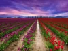 Asia’s Largest Tulip Garden with 1.7 Million Blooms Opens in Srinagar – A Must-Visit Wonderland!