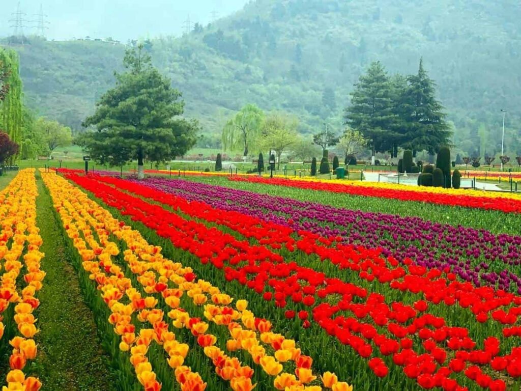 Tulip Garden